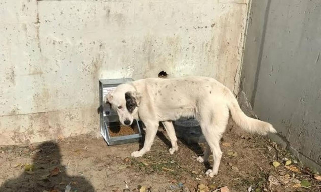 Δήμος Αχαρνών: Ολοκληρώθηκε η τοποθέτηση ταϊστρών και ποτιστριών για αδέσποτα