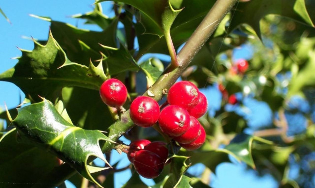 Χριστούγεννα 2016 -Τέλος ο μύθος: Δεν στολίζουμε με γκι αλλά με…αρκουδοπούρναρο!