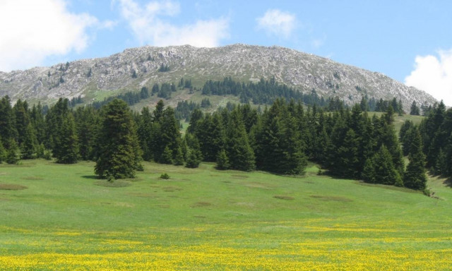 Εσείς ξέρετε ποιο είναι το λουλούδι που δεν φυτρώνει αλλού στον κόσμο παρά μόνο στην Οίτη; (pic)