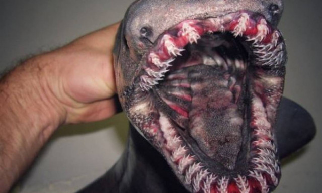 Ανατριχίλα! Ψάρεψε τα πιο τρομακτικά και αλλόκοτα πλάσματα που ζουν στον ωκεανό (photos)