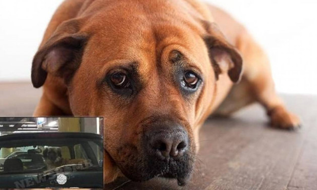 Κύπριος πήγε στο mall να ψωνίσει και άφησε το σκυλάκι του μόνο στο αυτοκίνητο (photo)