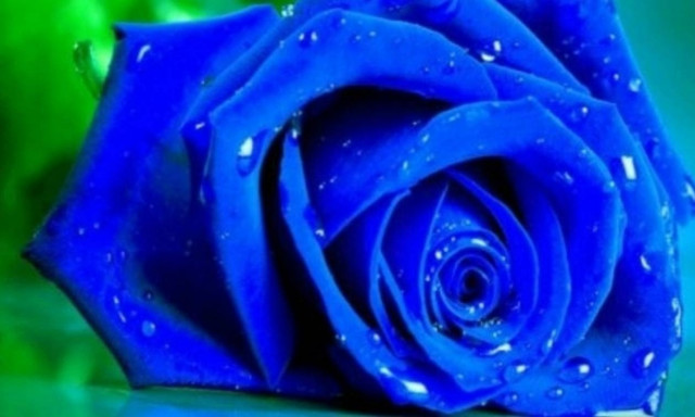 Νεκρή 46χρονη ηθοποιός: Οι πρώτες έρευνες των αρχών για ανθρωποκτονία και τα χτυπήματα στο σώμα της