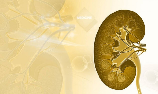 Νεφρά: Τέσσερις τρόποι για να τα κρατήσετε υγιή για πάντα