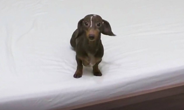 Ο σκυλάκος δεν έπρεπε να ανέβει στο κρεβάτι, αλλά δεν υπολόγισε την κρυφή κάμερα! (video)
