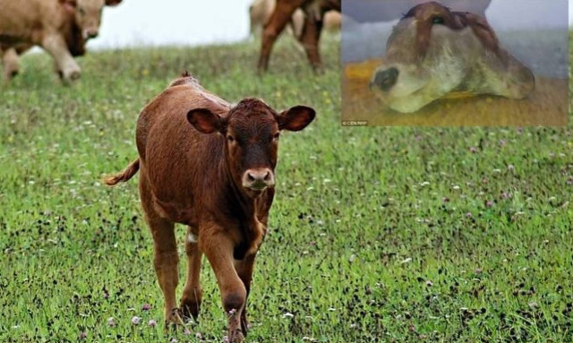 Πανικός - Γιατί η γέννηση ενός «απόκοσμου» μοσχαριού σημαίνει το τέλος του κόσμου (photos)