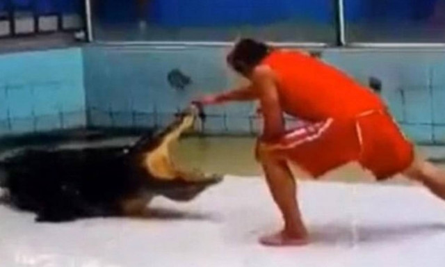 ΠΡΟΣΟΧΗ, ΣΚΛΗΡΟ ΒΙΝΤΕΟ: Κροκόδειλος προσπαθεί να ξεριζώσει το χέρι του εκπαιδευτή του