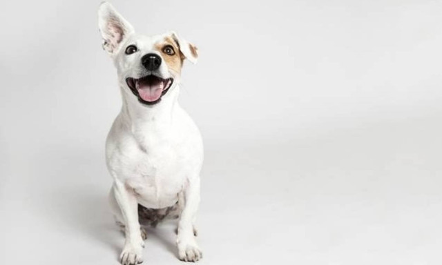 Νέα ξηρά τροφή για τον σκύλο σας που παράγεται στην Ελλάδα