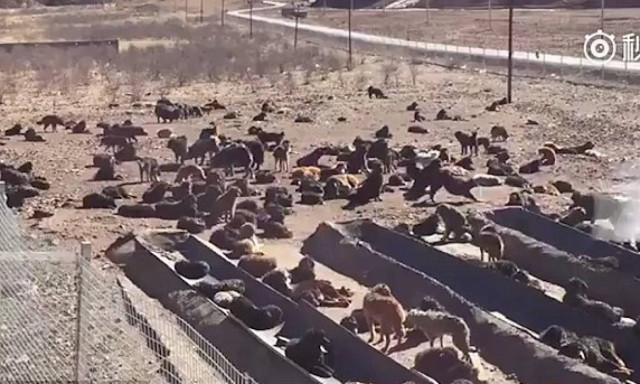 Σπαρακτικές εικόνες: Χιλιάδες Θιβετιανά Μαστίφ εγκαταλελειμμένα στην Κίνα (photos&video)