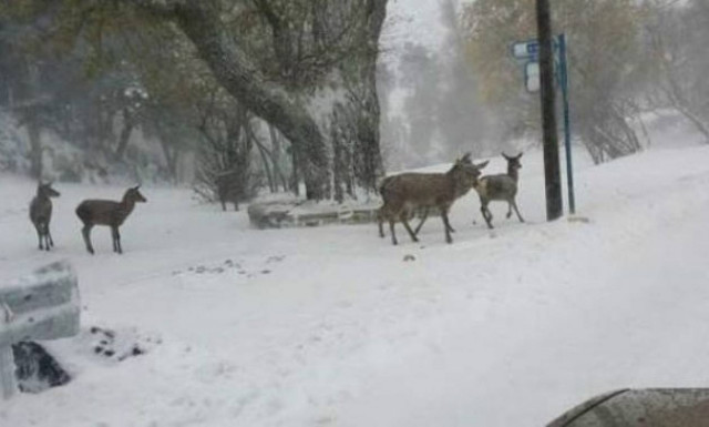 Καιρός-Δήμος Πεντέλης: Προτάσεις  για την αντιμετώπιση των χιονοπτώσεων