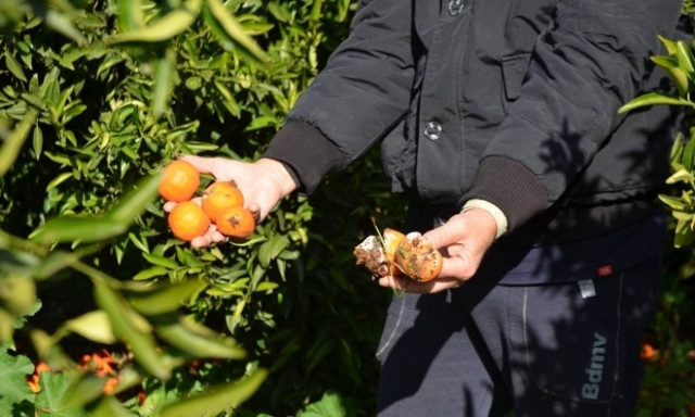 Μηνιαίες ασφαλιστικές εισφορές για τους αγρότες