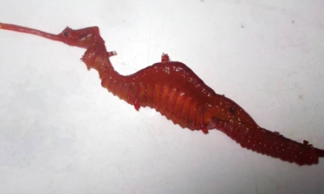 Βιντεοσκόπησαν πρώτη φορά κόκκινο δράκο στη θάλασσα! (vid )