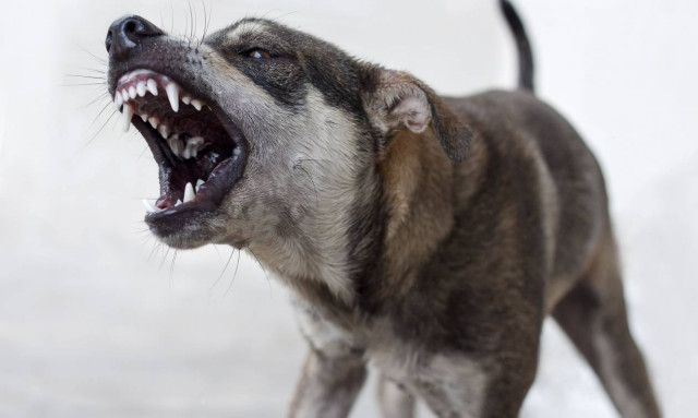 Φρίκη: Σκύλος κατακρεούργησε 30χρονο στον Βόλο - Nοσηλεύεται σε κρίσιμη κατάσταση
