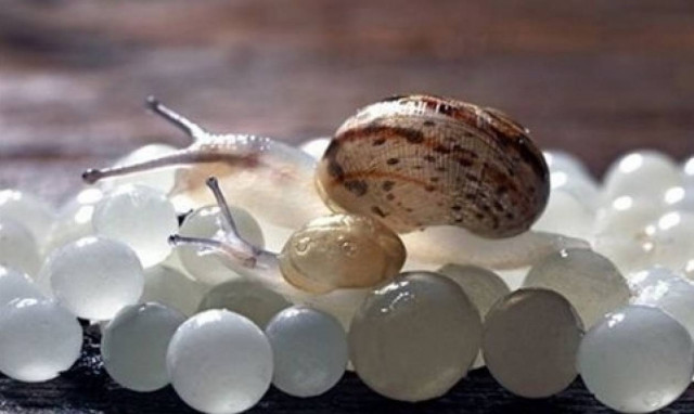 Θεσσαλονίκη: Μαθητές έφτιαξαν λευκό χαβιάρι αξίας 3.200 ευρώ το κιλό!