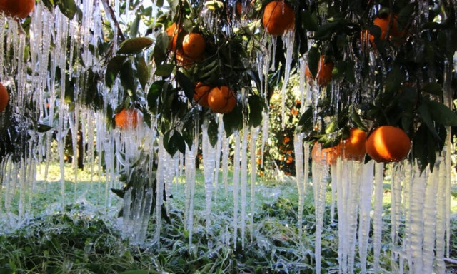 ΕΛΓΑ: Οι οδηγίες και τα δικαιολογητικά για τις αποζημιώσεις από τον παγετό