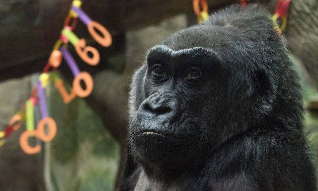 ΗΠΑ: Πέθανε ο πρώτος γορίλας που γεννήθηκε σε αιχμαλωσία