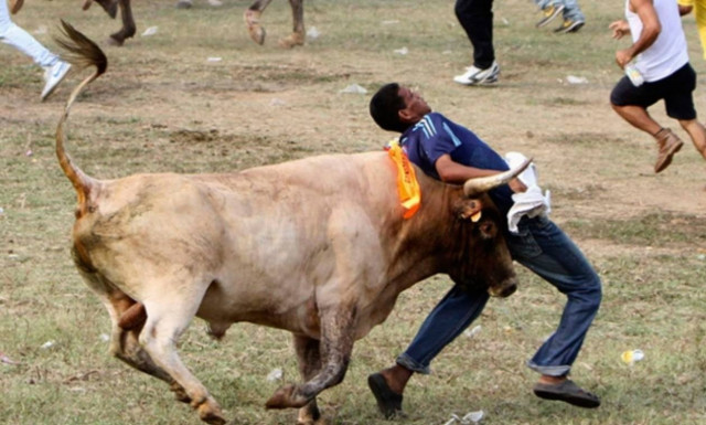 Ινδία: Ταύροι σκότωσαν 2 ανθρώπους και τραυμάτισαν άλλους 28