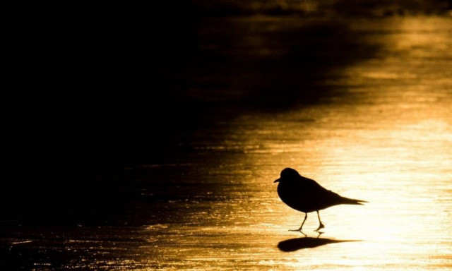 Σε συναγερμό ο Παγκόσμιος Οργανισμός Υγείας για τη γρίπη των πτηνών