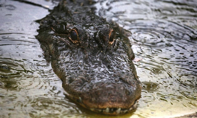 Η κρουαζιέρα του τρόμου: Τεράστιος αλιγάτορας πηδάει σε τουριστικό σκάφος και σπέρνει πανικό (Vid)