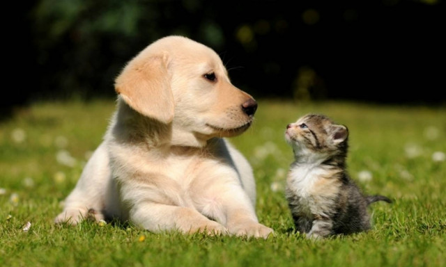 Τελικά οι σκύλοι ή οι γάτες είναι πιο έξυπνα ζώα; Μην βιαστείτε να απαντήσετε!