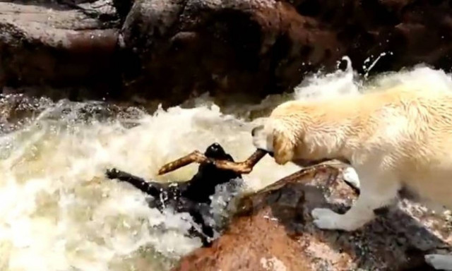 Συγκλονιστικό βίντεο: Σκύλος έσωσε σκύλο από βέβαιο πνιγμό!