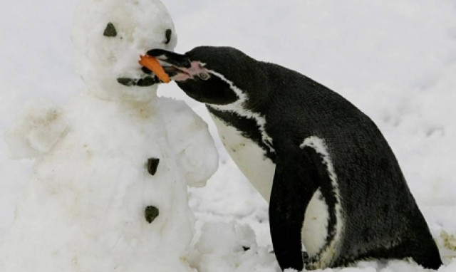 Οι πεινασμένοι πιγκουίνοι, έμπνευση για τα νέα έξυπνα… αυτοκίνητα!