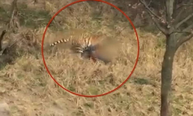 Φρίκη σε ζωολογικό κήπο: Τίγρεις κατασπάραξαν τουρίστα μπροστά στο παιδί του (ΣΚΛΗΡΕΣ ΕΙΚΟΝΕΣ)