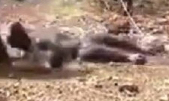 Το βίντεο της φρίκης: Του ξερίζωσαν τα γεννητικά όργανα με το στόμα και τον έφαγαν ζωντανό!