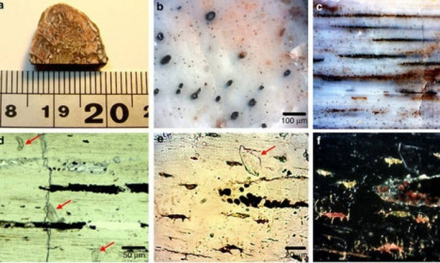 Κολλαγόνο ηλικίας… 195 εκατ. ετών! Ανακαλύφθηκε η αρχαιότερη διατηρημένη πρωτεΐνη (pic)