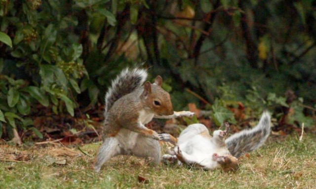 Σκίουροι «καρατερίστες» δίνουν μάχη για λίγα καρύδια (photos)
