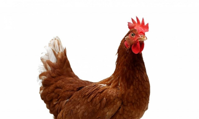 Κεφαλονιά: Η κότα με τα… γιγάντια αυγά! (pics)