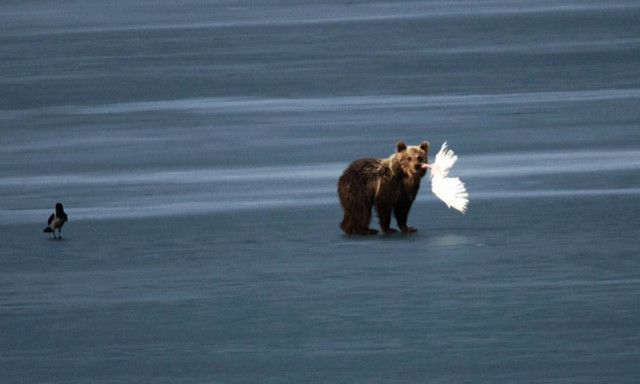 Επέστρεψε το αρκουδάκι στη λίμνη της Καστοριάς και τα έβαλε με... αετό