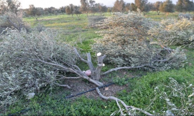 Κρήτη: Του έκανε παρατήρηση για την καταπάτηση της γης του κι αυτός του...έκοψε όλες τις ελιές!
