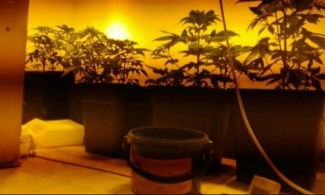 Συνελήφθη εφοριακός με αδυναμία στην... υδροπονική κάνναβη!