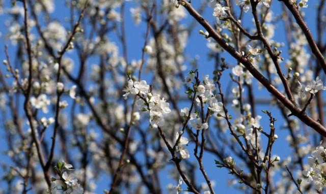 Καιρός: Ανοιξιάτικο το σκηνικό την Πέμπτη - Στους 19 βαθμούς η θερμοκρασία!
