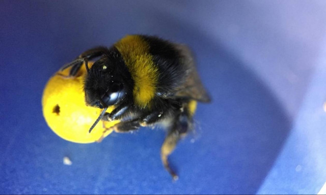 Απίθανο! Επιστήμονες έμαθαν σε μέλισσες να παίζουν μπάλα και να βάζουν γκολ (Vid)