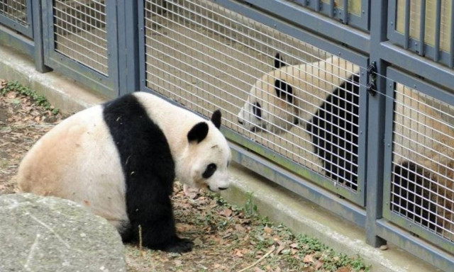 Ιαπωνία: Το ζευγάρωμα των πάντα έφερε χαρά και... ανέβασε μετοχές στο χρηματιστήριο! (vid)