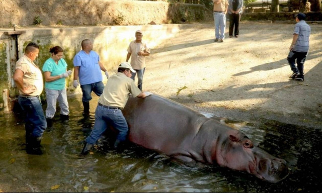 Σάλος για την άγρια δολοφονία ιπποπόταμου σε ζωολογικό κήπο στο Ελ Σαλβαδόρ (Pics)