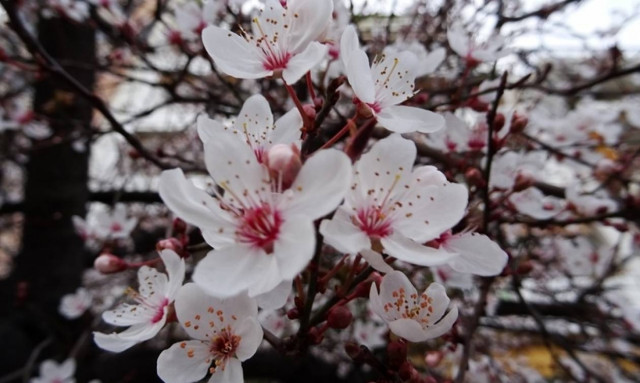 Weather forecast: Mostly fair on Friday (03/03/2017)