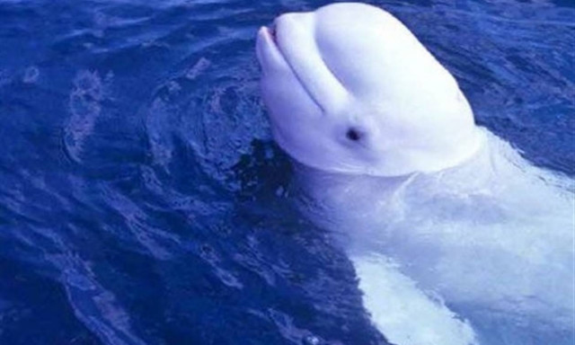 Σπάνιο είδος φάλαινας στα δίχτυα ψαρά στην Κίσσαμο (pic)