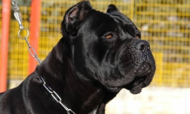 Καλαμάτα: Στο νοσοκομείο 49χρονη ύστερα από επίθεση σκυλιών