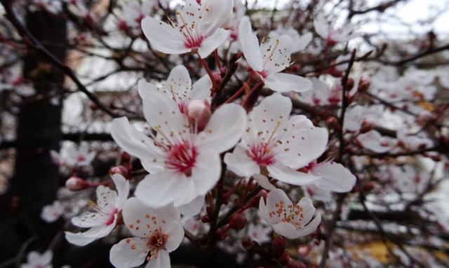 Weather forecast: Partly cloudy on Thursday (16/03/2017)