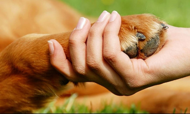 Παράδειγμα πρός μίμηση ο Δήμος Μυκόνου: 73.800 ευρώ για την περίθαλψη σε αδέσποτα ζώα