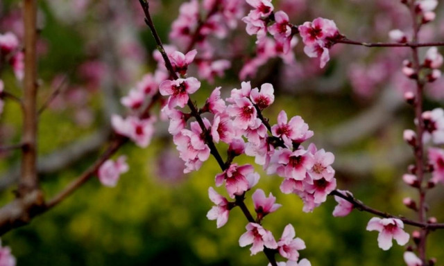 Η Άνοιξη «μικραίνει» κάθε χρόνο - Τι θα γίνει το έτος 3000;