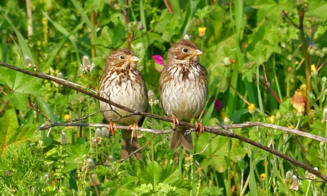 Weather forecast: Mostly fair on Wednesday (22/03/2017)
