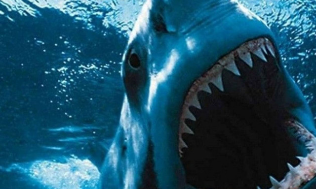 Τρόμος – Γέμισε καρχαρίες ο Αργολικός κόλπος: Ιδού η απόδειξη (pics-vid)