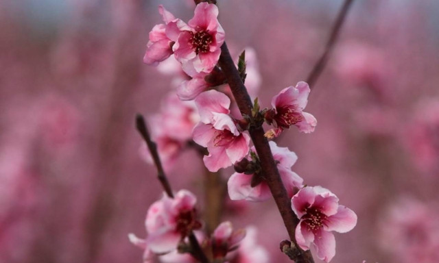 Weather Forecast: Mostly fair on Thursday (23/03/2017)