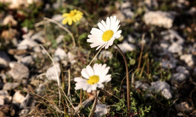 Weather Forecast: Fair on Friday (24/03/2017)