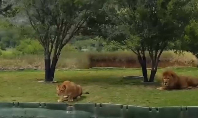 Λέαινα ετοιμάζεται να επιτεθεί σε τουρίστες και τότε συμβαίνει κάτι απίστευτο! (vid)