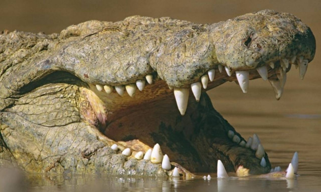 Φωτογραφία-Σοκ από την επίθεση κροκόδειλου σε λουόμενο (ΠΡΟΣΟΧΗ! ΣΚΛΗΡΕΣ ΕΙΚΟΝΕΣ)