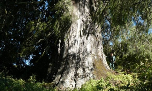 Ολοκληρώθηκε η καταμέτρηση: Δείτε με ένα κλικ όλα τα είδη δέντρων στον πλανήτη Γη